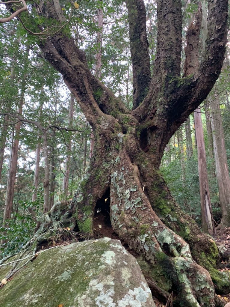 便石山の特殊な木