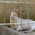 鳥羽市民の森公園 動物１