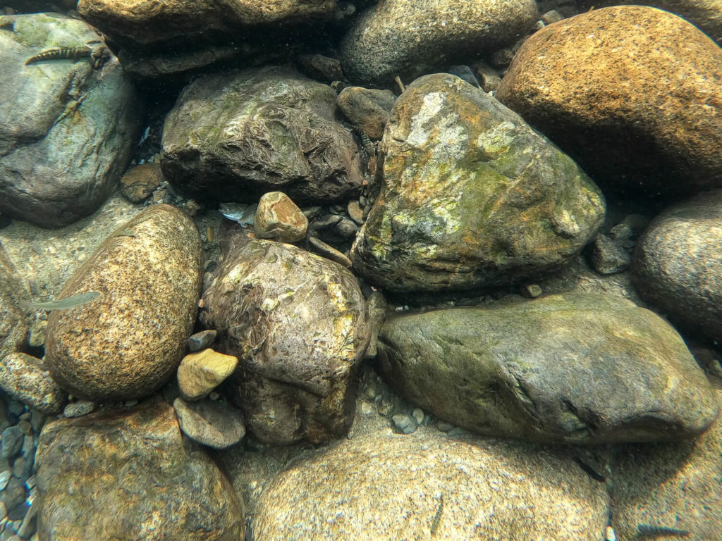 三重県紀北町の銚子川で水中観察 生き物12種との思い出記録
