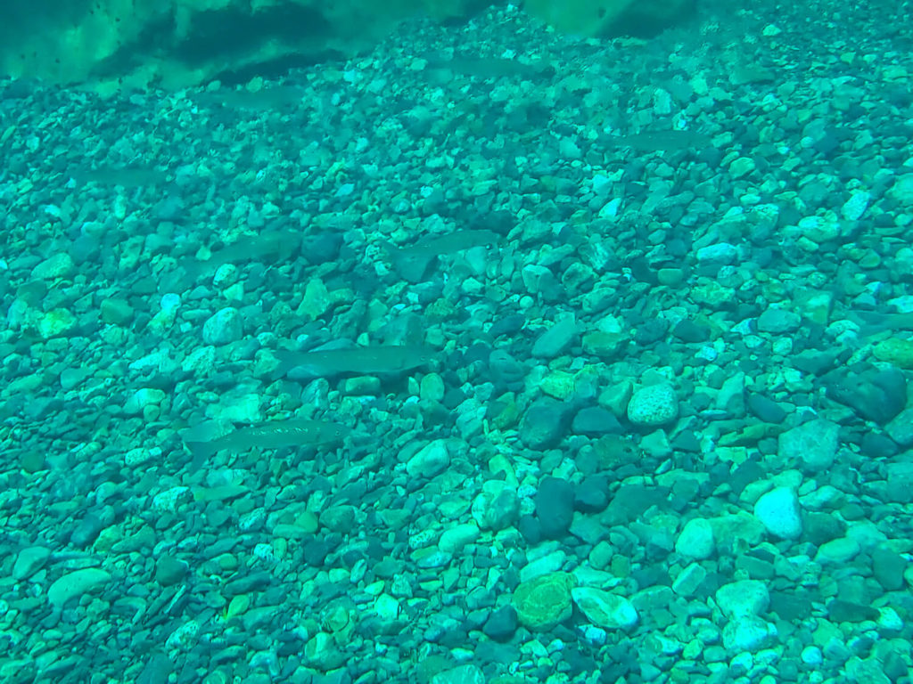 三重県紀北町の銚子川で水中観察 生き物12種との思い出記録