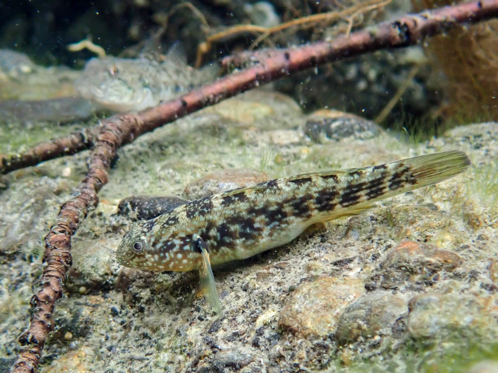 三重県紀北町の銚子川で水中観察 生き物12種との思い出記録