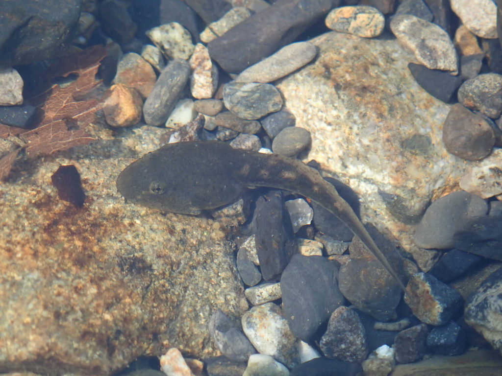 三重県紀北町の銚子川で水中観察 生き物12種との思い出記録