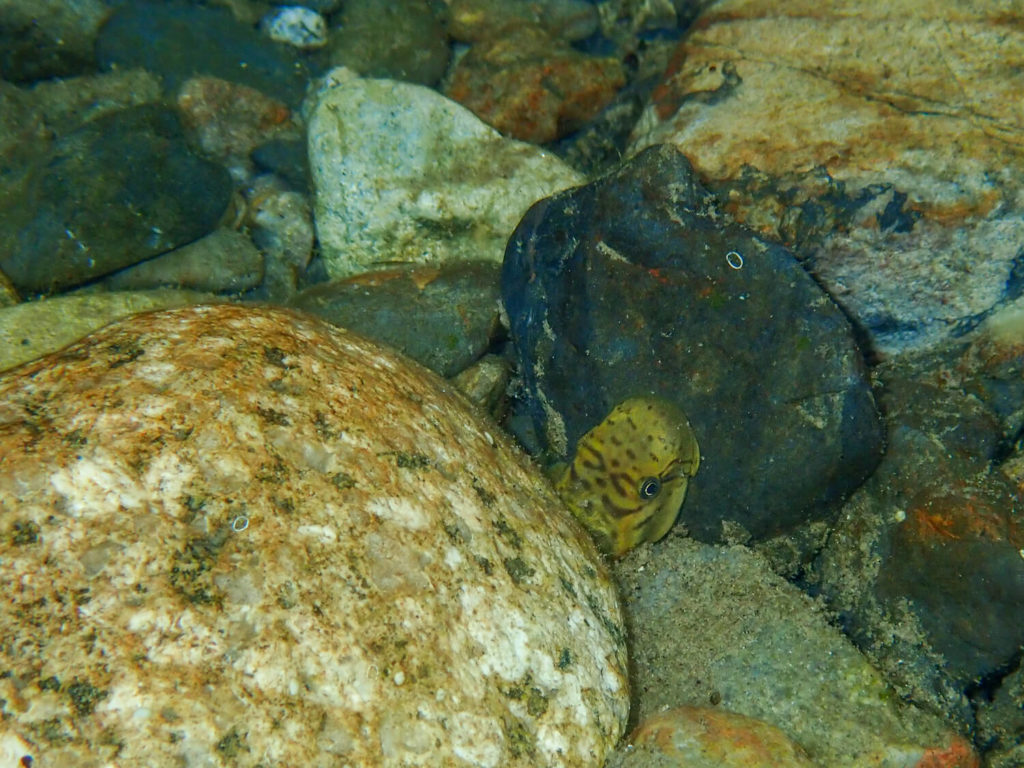 三重県紀北町の銚子川で水中観察 生き物12種との思い出記録