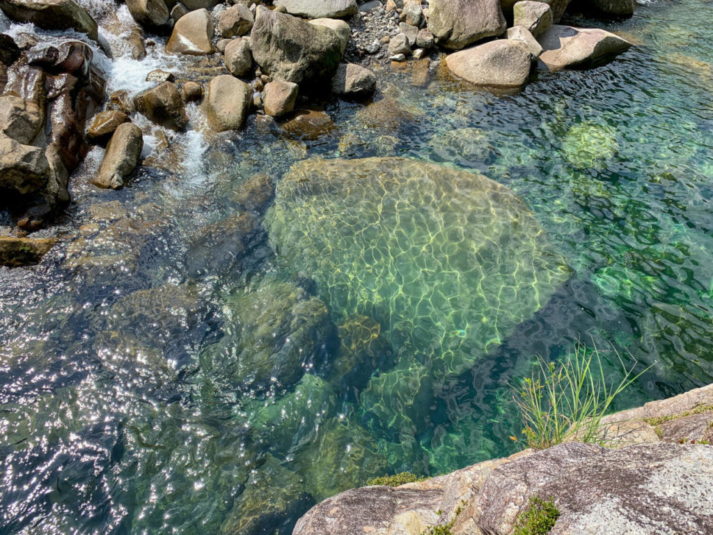 三重県紀北町の銚子川で水中観察 生き物12種との思い出記録