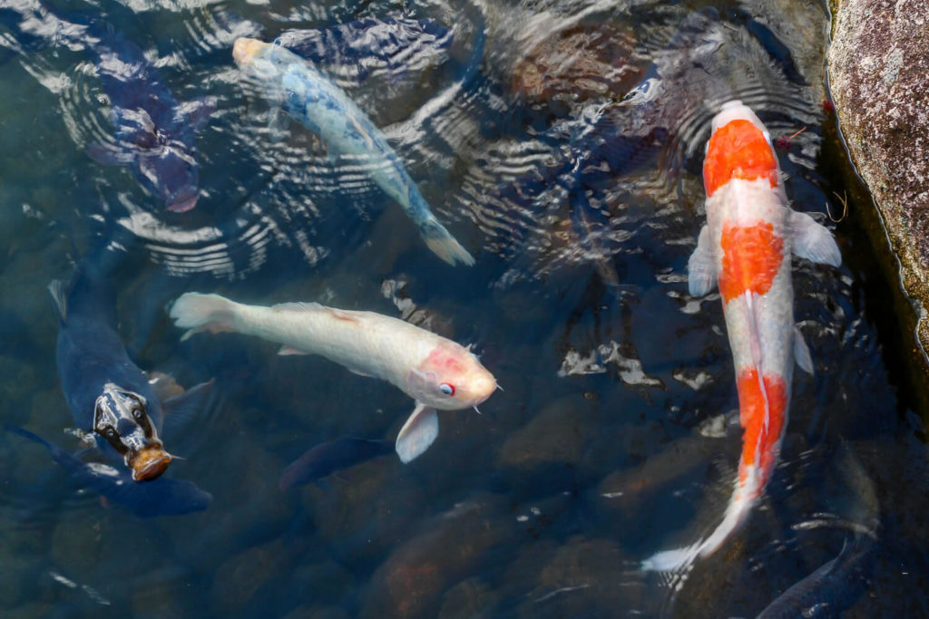 銚子川付近 観光スポット 種まき権兵衛の里 池の鯉1