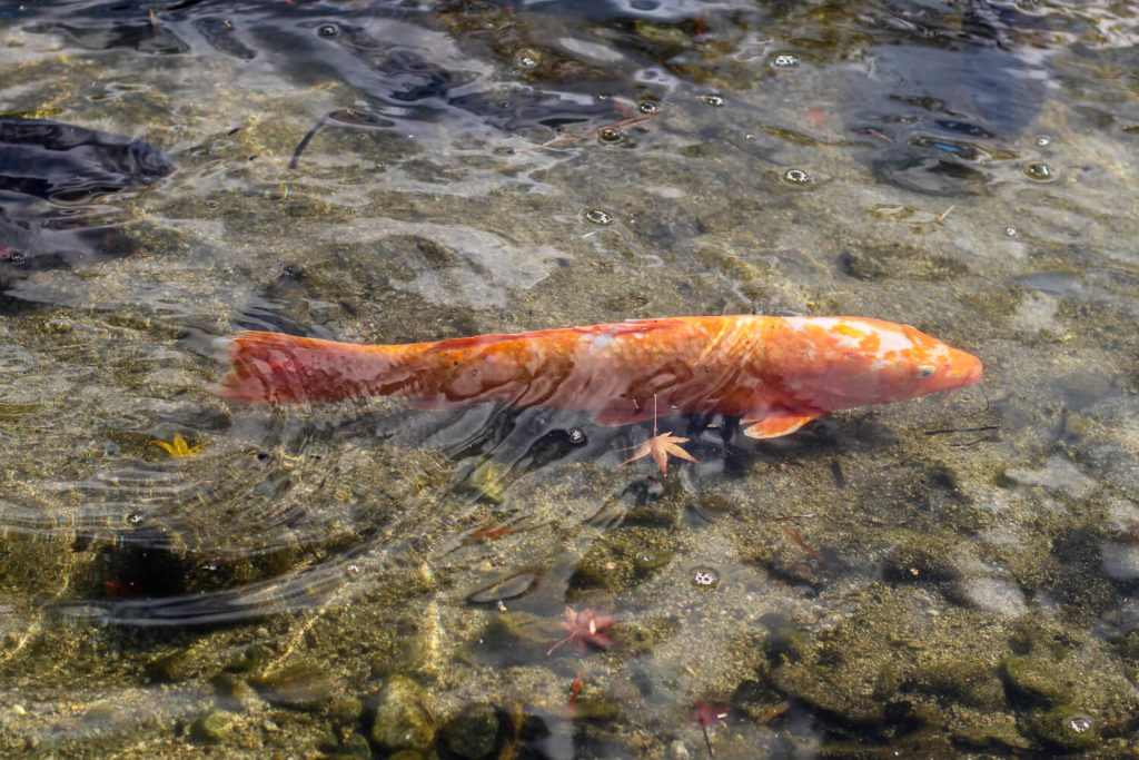 銚子川付近 観光スポット 種まき権兵衛の里 池の鯉2