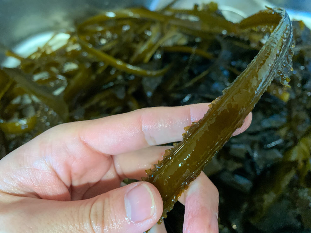 メカブ付き鳥羽産ワカメを調理 鮮やかな緑は湯通し後に現れます