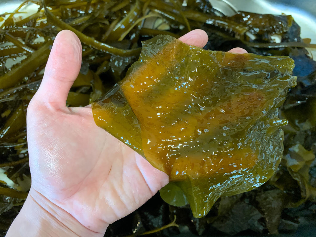 メカブ付き鳥羽産ワカメを調理 鮮やかな緑は湯通し後に現れます